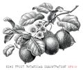 Kiwi fruit botanical illustration vintage engraving style black and white clip art Royalty Free Stock Photo
