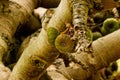 Kiwi fruit on a branch in the garden of La Orotava, Tenerife Royalty Free Stock Photo