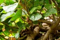 Kiwi fruit on a branch in the garden of La Orotava, Tenerife Royalty Free Stock Photo