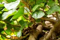 Kiwi fruit on a branch in the garden of La Orotava, Tenerife Royalty Free Stock Photo