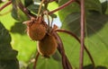 Kiwi fruit on the branch. Some Kiwi on a tree