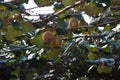 Kiwi Fruit chinese gooseberry growing on the vine in an orchard Royalty Free Stock Photo