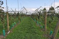 Kiwi Fruit chinese gooseberry growing on the vine Royalty Free Stock Photo