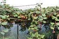 Kiwi Fruit chinese gooseberry growing on the vine Royalty Free Stock Photo