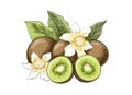 Kiwi fruit colour sketch Royalty Free Stock Photo