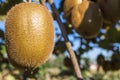 Kiwi fruit