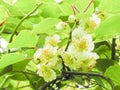 Kiwi fruit flowers tree Royalty Free Stock Photo