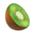 Kiwi fruit illustration isolated on white background. Hand-drawn kiwifruit