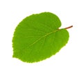 Kiwi fruit leaf isolated white background