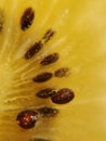 Kiwi fruit macro extreme close up Royalty Free Stock Photo