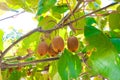 Kiwi fruit matures on a branch, through the leaves of the tree streams sunlight