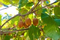 Kiwi fruit matures on a branch, through the leaves of the tree streams sunlight