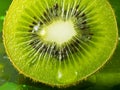 Kiwi fruit nice detail