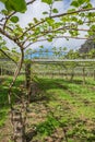 Kiwi fruit orchard in Kerikeri, New Zealand, NZ Royalty Free Stock Photo