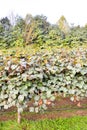 Kiwi Fruit Plantaion Tree