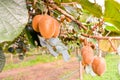 Kiwi Fruit Plantaion Tree