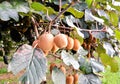 Kiwi Fruit Plantaion Tree