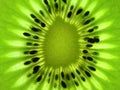 Kiwi fruit slice backlit Royalty Free Stock Photo