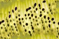 Kiwi fruit sliced flesh macro closeup on bright light background. Seamless texture Royalty Free Stock Photo