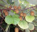 Kiwi fruit, southern fruit.