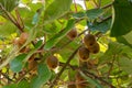 Kiwi fruit on a tree Actinidia deliciosa in autumn