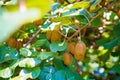 Kiwi fruit on tree on kiwi plantation in Italy Royalty Free Stock Photo