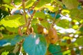 Kiwi fruit on tree on kiwi plantation in Italy Royalty Free Stock Photo