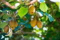 Kiwi fruit on tree on kiwi plantation in Italy Royalty Free Stock Photo