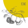 Kiwi fruit vector botanical illustration sketch plant