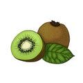 Kiwi fruit vegetarian healthy food illustration element isolated
