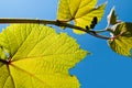 Kiwi fruit vine.