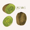 Kiwi fruit watercolor illustration set. Painterly watercolor texture and ink drawing elements. Hand drawn and hand painted Royalty Free Stock Photo