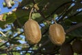 Kiwi fruits Actinidia chinensis grow close-up