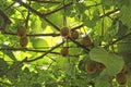 Kiwi fruits on a branch, blured focus. With branches and leaves. Natural garden in Montenegro Royalty Free Stock Photo