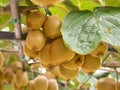 Kiwi fruits on a branch in focus Royalty Free Stock Photo