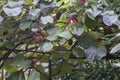 Kiwi fruits on a tree branch among green leaves. Royalty Free Stock Photo