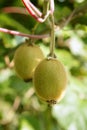 Kiwi fruits in the tree macro detail