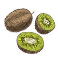 Kiwi with halves of fruits. Full color realistic sketch