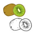 Kiwi, hand drawn sketch black and white and color linen vector illustration