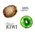 Kiwi, hand drawn sketch linen watercolor vector illustration