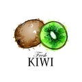 Kiwi, hand drawn sketch linen watercolor vector illustration