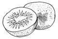 Kiwi in hand drawn style. Half cut and whole fruit Royalty Free Stock Photo