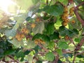 Kiwi or kiwifruit branches with fruits at the plantation Royalty Free Stock Photo