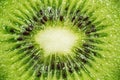 Kiwi Macro