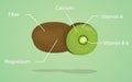 Kiwi nutrition explanation with flat style