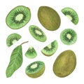 Kiwi plant whole and sliced ripe fruit and leaves watercolor botanical illustration, simple pattern for making greeting cards,