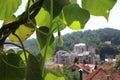 Kiwi and pumpkin view from my organic terrace.