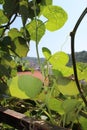 Kiwi and pumpkin view from my organic terrace.