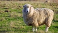 Kiwi Sheep