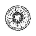 kiwi slice fruit sketch hand drawn vector Royalty Free Stock Photo